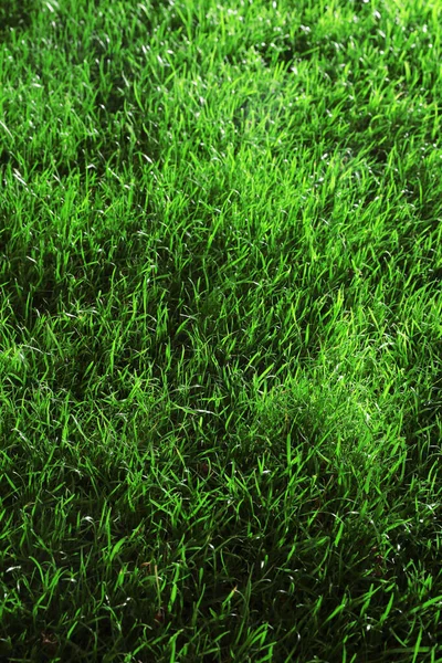 Green Lawn Fresh Grass Background Closeup — Stock Photo, Image