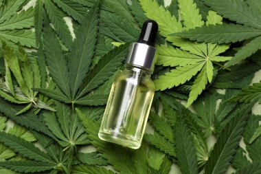 Taze kenevir yapraklarına bir şişe CBD yağı ya da THC tentürü.