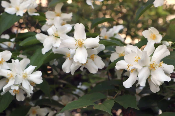 Closeup View Beautiful Blooming White Jasmine Shrub Outdoors — Stock Photo, Image