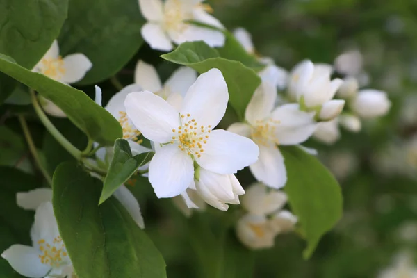 Vista Cerca Del Hermoso Arbusto Jazmín Blanco Flor Aire Libre —  Fotos de Stock