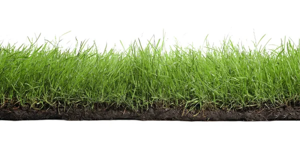 Gleba Bujną Zieloną Trawą Białym Tle — Zdjęcie stockowe