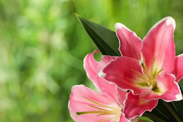 Vackra Rosa Lilja Blommor Utomhus Närbild Plats För Text — Stockfoto