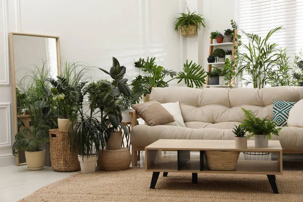 Rahat Kanepe Güzel Saksı Bitkileriyle Süslü Bir Oda Salon Alanı — Stok fotoğraf