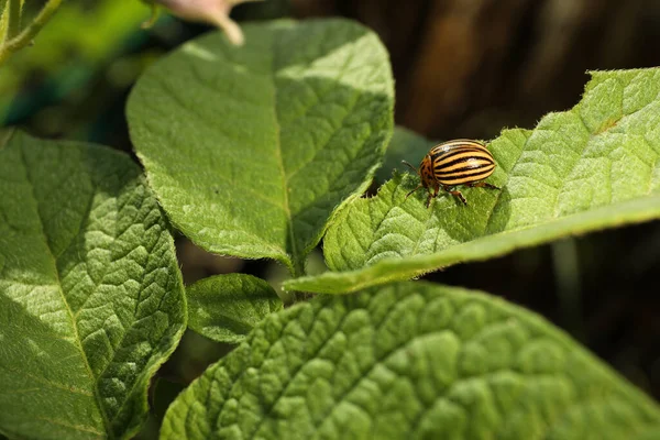 Colorado Potato Beetle Green Plant Outdoors Closeup — Stock Photo, Image