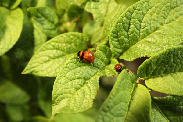 科罗拉多马铃薯甲虫幼虫在室外的绿色植物上 — 图库照片