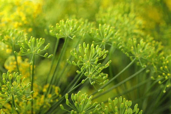 Färsk Grön Dill Blomma Suddig Bakgrund Närbild — Stockfoto