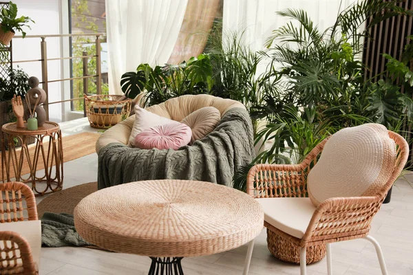 Vnitřní Terasa Interiér Měkkým Papasan Židle Zelené Rostliny — Stock fotografie