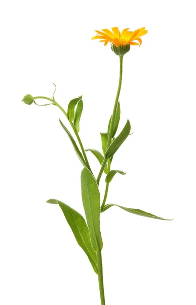 Belle Plante Calendula Floraison Isolée Sur Blanc — Photo