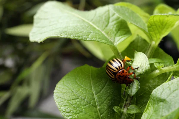 Colorado Potato Beetle Green Plant Outdoors Closeup — Stock Photo, Image