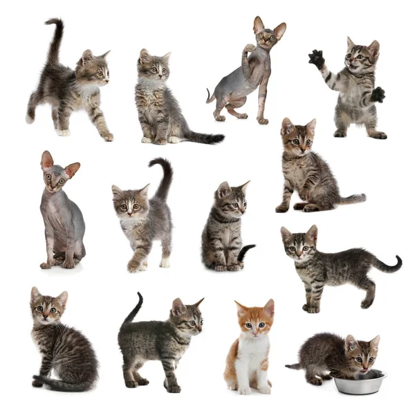 Different Adorable Kittens White Background Collage Stock Image