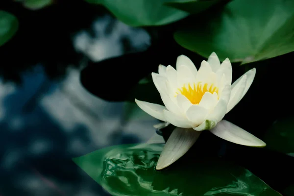 Красивый Лотос Листья Воде Символический Цветок Буддизме Индийская Религия — стоковое фото