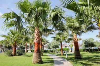 Güneşli yaz gününde, açık havada palmiye ağaçlarının güzel manzarası.