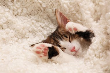 Yumuşak ekose üzerinde uyuyan sevimli kedi yavrusu. Yavru hayvan