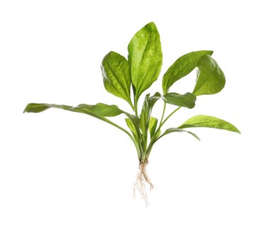 Geniş yapraklı muz beyaz arka planda. Şifalı bitki.