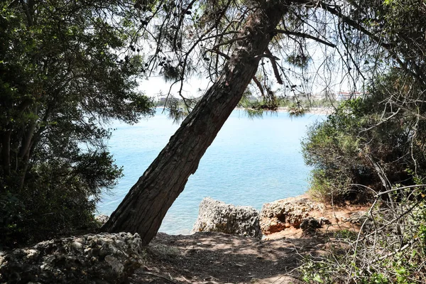 Beautiful view of forest near sea on sunny summer day