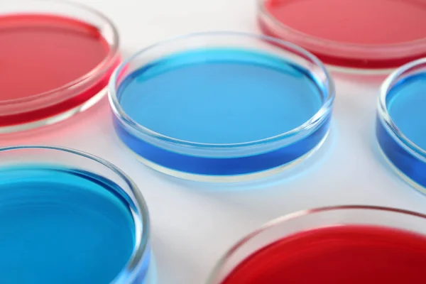 Pratos Petri Com Líquidos Azuis Vermelhos Sobre Fundo Branco Close — Fotografia de Stock