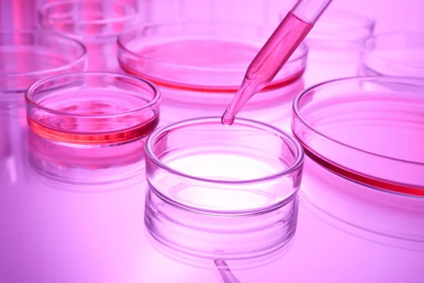Στάγδην Αντιδραστήριο Τρυβλίο Petri Δείγμα Στο Τραπέζι Τονισμένο Ροζ — Φωτογραφία Αρχείου