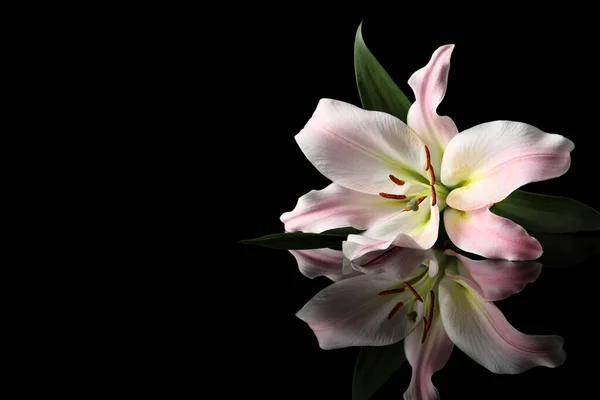 Vacker Rosa Lilja Blomma Svart Bakgrund Utrymme För Text — Stockfoto
