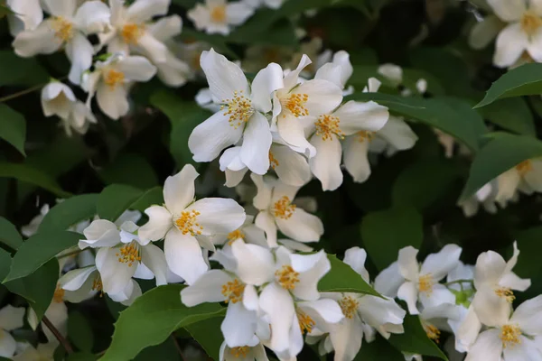 Vista Cerca Del Hermoso Arbusto Jazmín Blanco Flor Aire Libre —  Fotos de Stock