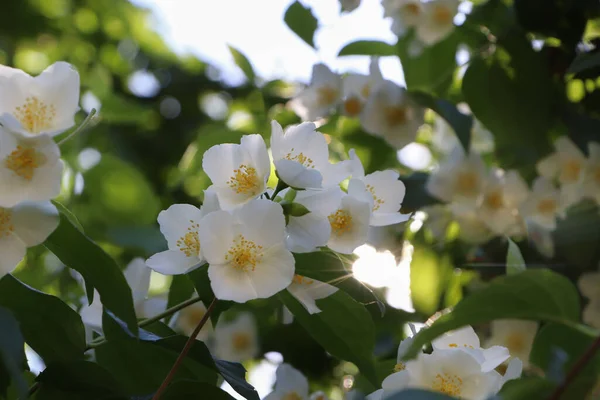 Close Uitzicht Mooie Bloeiende Witte Jasmijn Struik Buiten — Stockfoto