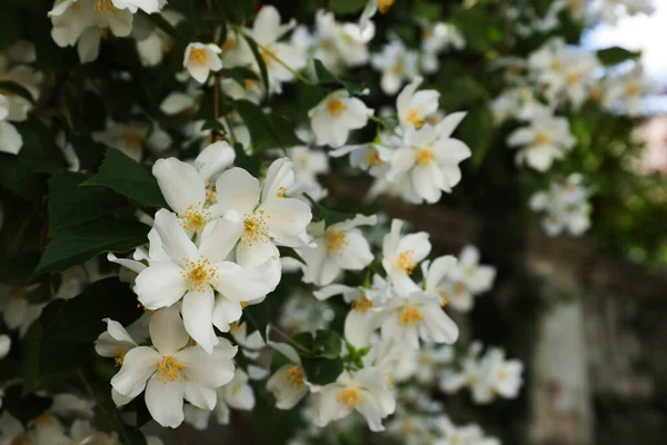 Bel Arbuste Jasmin Blanc Fleuri Extérieur Gros Plan Espace Pour — Photo