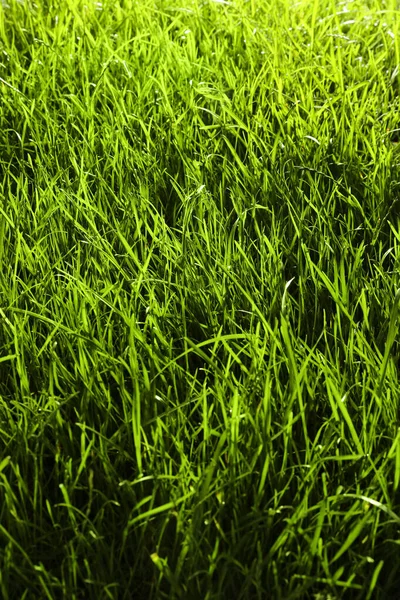 Beautiful Lush Green Grass Background Closeup — Stock Photo, Image