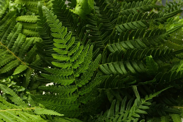 緑豊かな葉を背景にした緑のシダ植物 — ストック写真