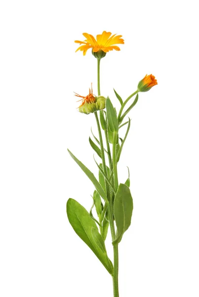 Belle Plante Calendula Floraison Isolée Sur Blanc — Photo