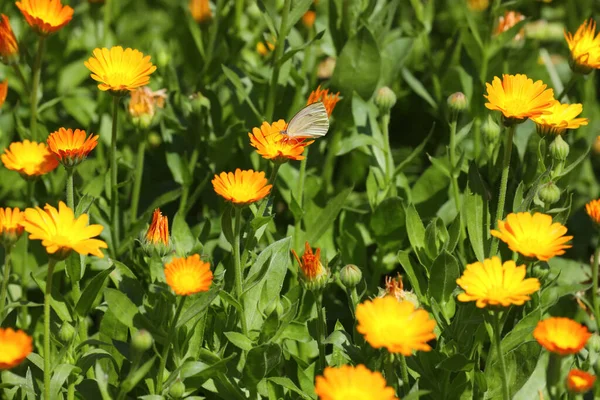 stock image Beautiful white butterfly on calendula flower outdoors 