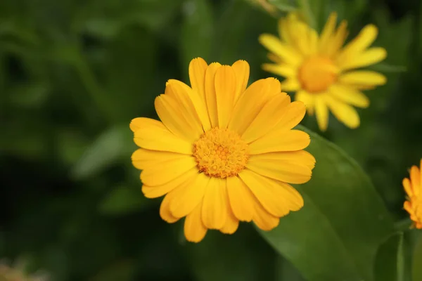 Schöne Blühende Ringelblume Freien Nahaufnahme — Stockfoto
