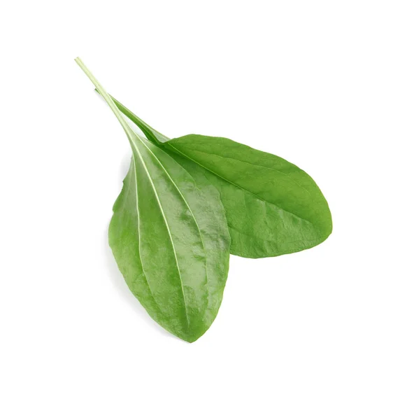 Green Broadleaf Plantain Leaves White Background — Stock Photo, Image