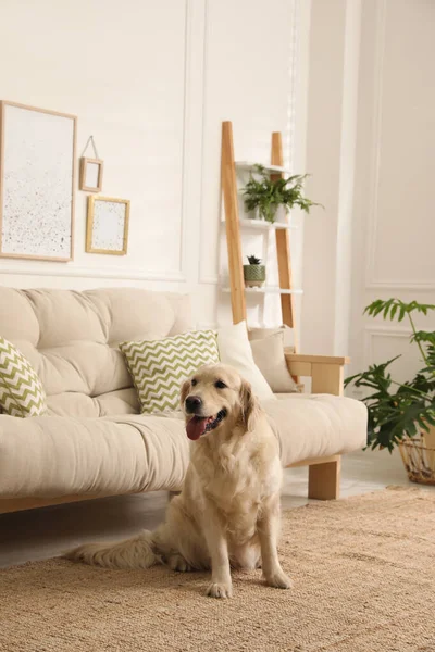 Schattige Golden Retriever Hond Woonkamer — Stockfoto