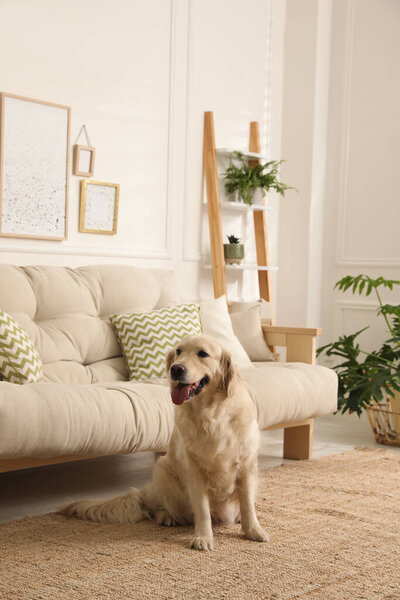Adorable Golden Retriever dog in living room