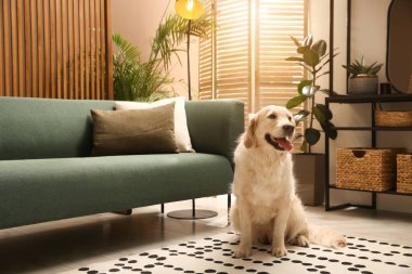 Modern oturma odasının içi. Koltuğun yanında yerde duran sevimli Altın Labrador Retriever
