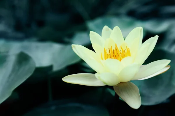Красивый Лотос Листья Воде Символический Цветок Буддизме Индийская Религия — стоковое фото