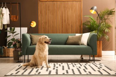 Modern oturma odasının içi. Koltuğun yanında yerde duran sevimli Altın Labrador Retriever