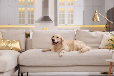 Modern oturma odasının içi. Koltukta şirin Altın Labrador Retriever