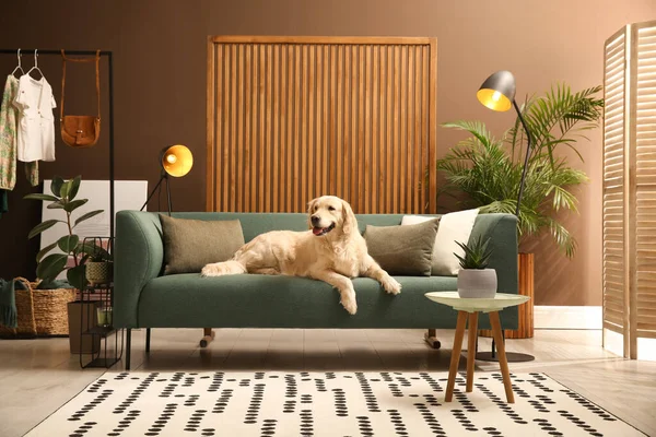 Moderne Woonkamer Interieur Leuke Golden Labrador Retriever Bank — Stockfoto