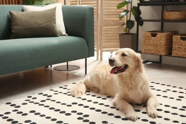 Moderne Woonkamer Interieur Leuke Golden Labrador Retriever Vloer Buurt Van — Stockfoto