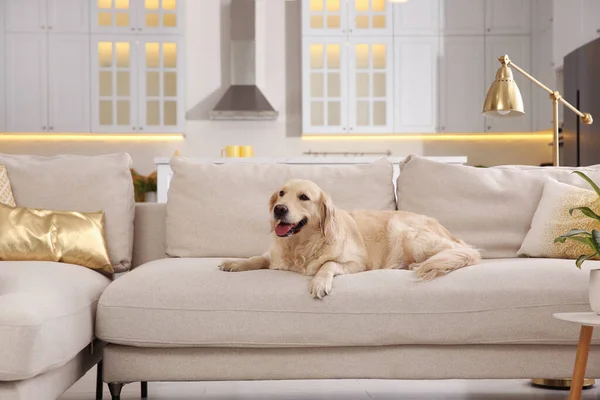 Moderne Woonkamer Interieur Leuke Golden Labrador Retriever Bank — Stockfoto