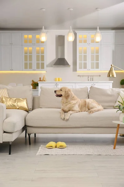 Moderne Woonkamer Interieur Leuke Golden Labrador Retriever Bank — Stockfoto