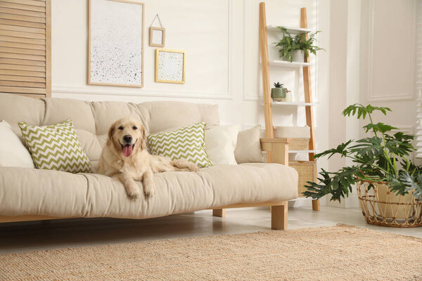 Adorable Golden Retriever dog on sofa in living room
