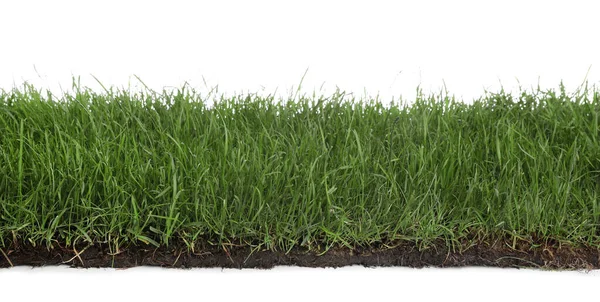 Bodem Met Groen Gras Witte Achtergrond — Stockfoto