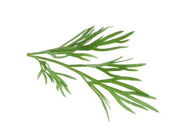 Taze dereotunun karışımı beyazda izole edilmiş.