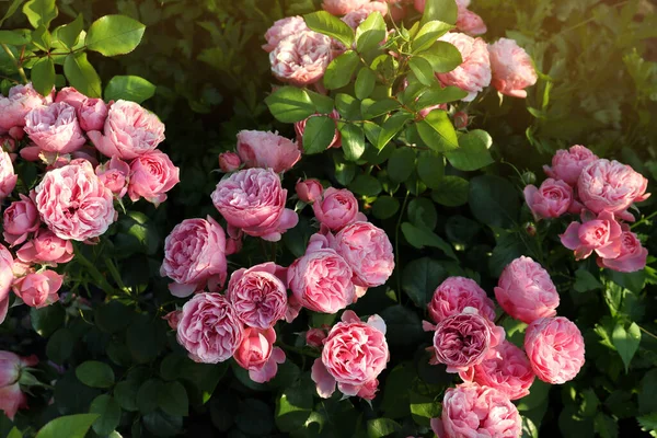 Schöne Blühende Rosa Rosen Strauch Freien — Stockfoto