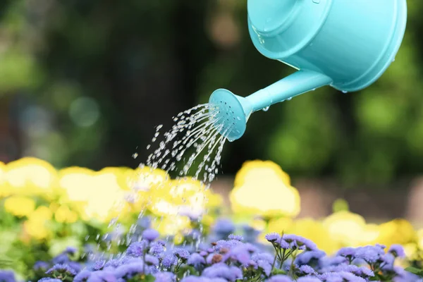 Rega Bela Canteiro Flores Com Lata Livre — Fotografia de Stock