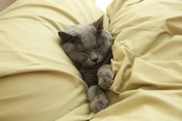 Adorável Cinza Britânico Shorthair Gato Dormindo Cama Acima Vista — Fotografia de Stock