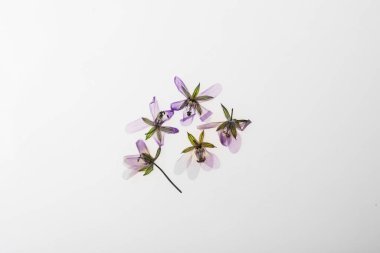 Beyaz arka planda kurumuş çayır çiçekleri, üst manzara.