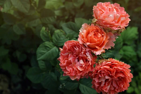 Lindas Rosas Coral Florescendo Arbustos Livre Close Espaço Para Texto — Fotografia de Stock