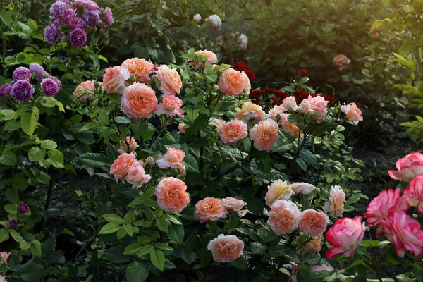 Διαφορετικές Όμορφες Ανθισμένες Τριανταφυλλιές Στον Κήπο — Φωτογραφία Αρχείου